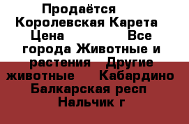 Продаётся!     Королевская Карета › Цена ­ 300 000 - Все города Животные и растения » Другие животные   . Кабардино-Балкарская респ.,Нальчик г.